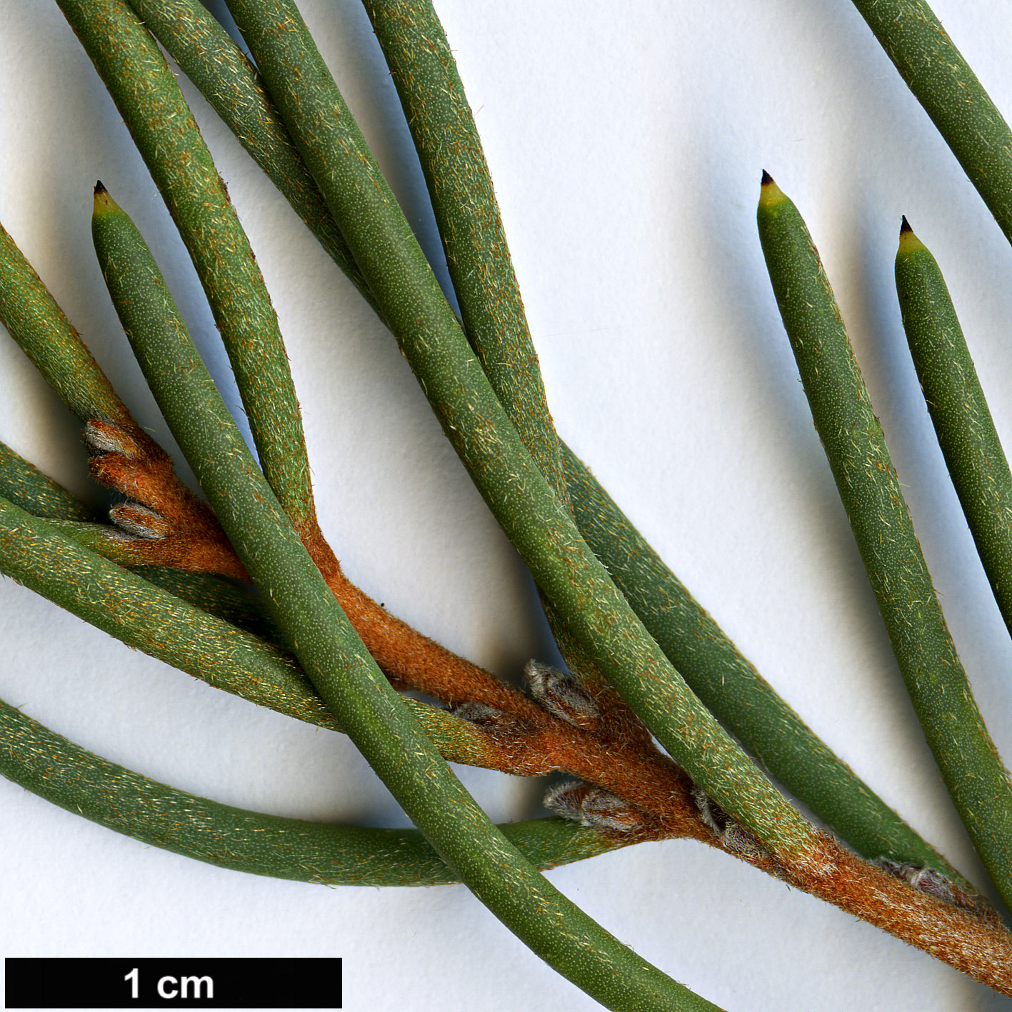 High resolution image: Family: Proteaceae - Genus: Hakea - Taxon: epiglottis - SpeciesSub: subsp. epiglottis
